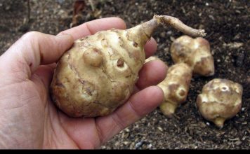 Ova biljka je spas za dijabetičare, idealna za mršavljenje i dobru probavu…