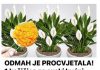 ODMAH JE PROCVJETALA! 1 kašičica za svaki kućni cvijet i bujno cvjetanje je zagarantovano!