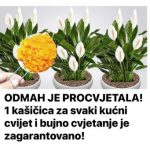 ODMAH JE PROCVJETALA! 1 kašičica za svaki kućni cvijet i bujno cvjetanje je zagarantovano!