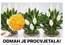 ODMAH JE PROCVJETALA! 1 kašičica za svaki kućni cvijet i bujno cvjetanje je zagarantovano!
