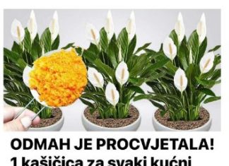 ODMAH JE PROCVJETALA! 1 kašičica za svaki kućni cvijet i bujno cvjetanje je zagarantovano!