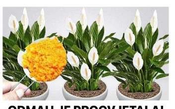 ODMAH JE PROCVJETALA! 1 kašičica za svaki kućni cvijet i bujno cvjetanje je zagarantovano!