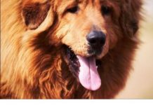 AKO STE MISLILI DA PAS JEDE TRAVU ZBOG PROBLEMA SA STOMAKOM PREVARILI STE SE: EVO šta je prava istina, morate znati