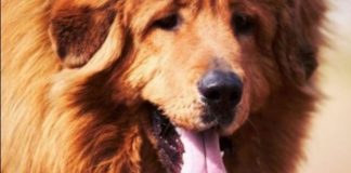 AKO STE MISLILI DA PAS JEDE TRAVU ZBOG PROBLEMA SA STOMAKOM PREVARILI STE SE: EVO šta je prava istina, morate znati