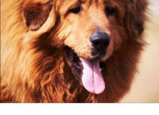 AKO STE MISLILI DA PAS JEDE TRAVU ZBOG PROBLEMA SA STOMAKOM PREVARILI STE SE: EVO šta je prava istina, morate znati