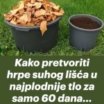 Kako pretvoriti hrpe suhog lišća u najplodnije tlo za samo 60 dana…