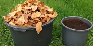 Kako pretvoriti hrpe suhog lišća u najplodnije tlo za samo 60 dana…