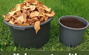 Kako pretvoriti hrpe suhog lišća u najplodnije tlo za samo 60 dana…