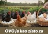OVO je kao zlato za kokoške! Dat će vam dvostruko više jaja na jesen!