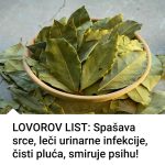 Lovorov List lekovitost i recepti