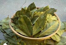 Lovorov List lekovitost i recepti