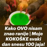 Kako OVO nisam znao ranije moje KOKOŠKE svaki dan snesu 100 jaja!