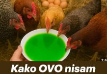 Kako OVO nisam znao ranije moje KOKOŠKE svaki dan snesu 100 jaja!