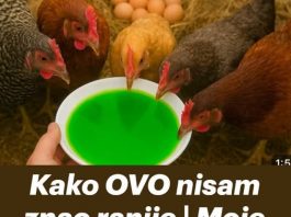 Kako OVO nisam znao ranije moje KOKOŠKE svaki dan snesu 100 jaja!