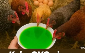 Kako OVO nisam znao ranije moje KOKOŠKE svaki dan snesu 100 jaja!