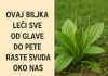 OVA BILJKA LIJEČI SVE od glave do pete. Raste svuda oko nas