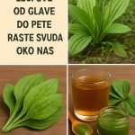 OVA BILJKA LIJEČI SVE od glave do pete. Raste svuda oko nas