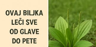 OVA BILJKA LIJEČI SVE od glave do pete. Raste svuda oko nas