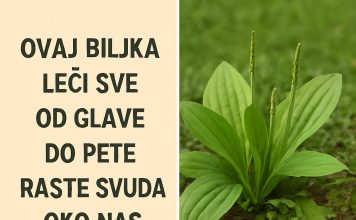 OVA BILJKA LIJEČI SVE od glave do pete. Raste svuda oko nas