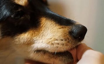 „Zašto pas liže ruku: 8 najčešćih razloga i kako razumjeti ovaj gest“
