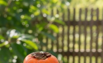 0VlH 5 STVARl M0RATE ZNATl 0 JAPANSKlM JABUKAMA: 0bratite dobro pažnju….