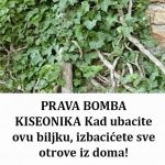 OVO JE BOMBA KISEONIKA: Kad ubacite ovu biljku, izbacićete sve otrove iz doma