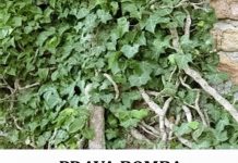 OVO JE BOMBA KISEONIKA: Kad ubacite ovu biljku, izbacićete sve otrove iz doma