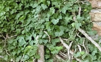 OVO JE BOMBA KISEONIKA: Kad ubacite ovu biljku, izbacićete sve otrove iz doma