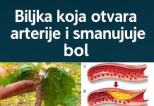 🌿 Čaj od maslačka: Nježna prirodna tajna za svakodnevno blagostanje