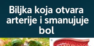 🌿 Čaj od maslačka: Nježna prirodna tajna za svakodnevno blagostanje