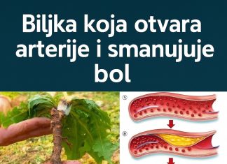 🌿 Čaj od maslačka: Nježna prirodna tajna za svakodnevno blagostanje