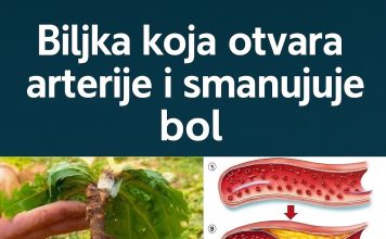 🌿 Čaj od maslačka: Nježna prirodna tajna za svakodnevno blagostanje