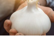 🧄 Bijeli luk ubija 14 vrsta bakterija: Prirodni “antibiotik” o kojem biste trebali znati