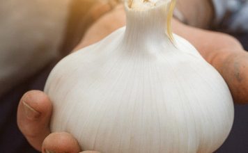 🧄 Bijeli luk ubija 14 vrsta bakterija: Prirodni “antibiotik” o kojem biste trebali znati