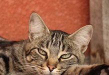 Mačka je pravi lek za čoveka: 7 bolesti koje samo ona može da izleči!