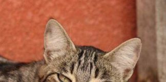 Mačka je pravi lek za čoveka: 7 bolesti koje samo ona može da izleči!