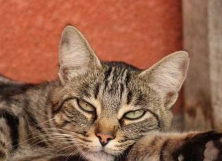 Mačka je pravi lek za čoveka: 7 bolesti koje samo ona može da izleči!