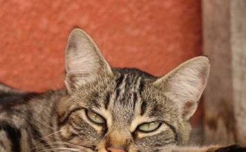 Mačka je pravi lek za čoveka: 7 bolesti koje samo ona može da izleči!