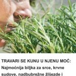 TRAVARI SE KUNU U NJENU MOĆ: Najmoćnija biljka za srce, krvne sudove, nadbubrežne žlijezde i zglobove