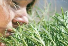 TRAVARI SE KUNU U NJENU MOĆ: Najmoćnija biljka za srce, krvne sudove, nadbubrežne žlijezde i zglobove