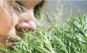 TRAVARI SE KUNU U NJENU MOĆ: Najmoćnija biljka za srce, krvne sudove, nadbubrežne žlijezde i zglobove