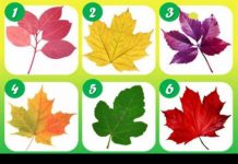 Psihotest: Odaberi svoj list i pročitaj što tvoj odabir govori o tebi