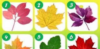 Psihotest: Odaberi svoj list i pročitaj što tvoj odabir govori o tebi