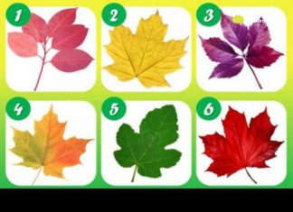 Psihotest: Odaberi svoj list i pročitaj što tvoj odabir govori o tebi