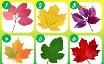 Psihotest: Odaberi svoj list i pročitaj što tvoj odabir govori o tebi