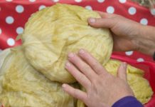 AK0 KRENE DA SE KVARl, lMA MU SPASA: Ev0 šta uraditi s kiselim kupusom ako su glavice premekane !