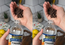 Uzmite čašu sirćeta, običnih karanfilića i dobro sačuvajte ovaj domaći trik: KORISTIM GA GODINAMA I PREPORUČUJEM SVIMA!