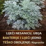 LiječI nesanicu, kurje očI I “smrt” je za gljivice I bakterije: napravite čaj ili kupku od moćne biljke u koju se I ljekari kunu
