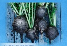 IZ KORIJENA OBNAVLJA ŠTITNU ŽLIJEZDU, ŽUČ I JETRU: Ima posebna ljekovita svojstava…