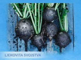 IZ KORIJENA OBNAVLJA ŠTITNU ŽLIJEZDU, ŽUČ I JETRU: Ima posebna ljekovita svojstava…